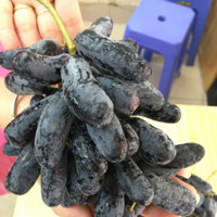 Cây Nho Giống Ngón Tay Đen Không Hạt(CÂY GIỐNG BẮC TRUNG NAM)