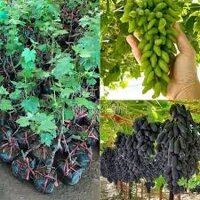Cây Nho Giống Ngón Tay Đen Không Hạt (Giống Chuẩn) coconut_toroto_dl