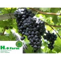 CÂY NHO GIỐNG NINH THUẬN - TẶNG HẠT GIỐNG HOA HỒNG
