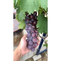 CÂY NHO HẠ ĐEN GIỐNG