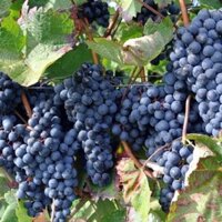 Cây nho hạ đen (nho không hạt) vị ngọt đậm, cao 40-50cm mua 5 cây tặng 1 cây
