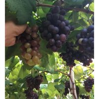 cây nho kẹo đen, nho đen Bailey dễ đậu trái