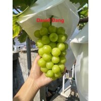 Cây nho Mẫu Đơn- Shine Muscat- Nho sữa Hàn Quốc chất lượng cao, thơm ngon đặc biệt