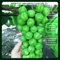 Cây nho mẫu đơn Shine Muscat