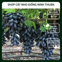 Cây Nho Ngón Tay Đen Không Hạt Giống Nho SweetSapphire Seedless của Úc