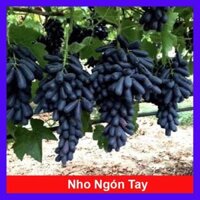 Cây nho ngón tay đen không hạt - cây ăn quả  tặng phân bón cho cây mau lớn