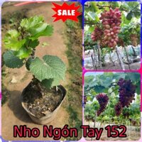 Cây Nho Ngón Tay Đỏ  NH01152