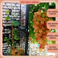 Cây Nho Ngón Tay NH01-152 [ Cao 1 mét ]
