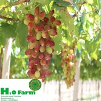 Cây nho ngón tay + Tặng 01 cây dâu da đất (sale)