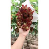 Cây nho ngón tay  - Tặng gói hạt giống táo đỏ lùn F1 + Tặng 01 cây dâu da đất ( bòn bon)