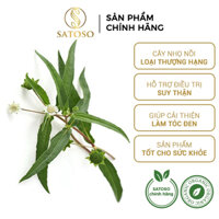 Cây nhọ nồi thượng hạng SATOSOgiảm đau răng, tốt tóc gói 1kg