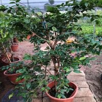 Cây nho thân gỗ - Cây ăn quả ( cây khỏe)