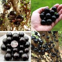 Cây nho thân gỗ (cây chiết cành) + Tặng (0,3kg) phân hữu cơ cao cấp