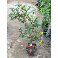 Cây nho thân gỗ Cây ưa nắng, dễ trồng, ít sâu bệnh