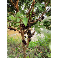 Cây nho thân gỗ tứ quý trưởng thành cao 1m7 đang hoa quả (ảnh thật)