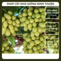 Cây Nho Xanh Không Hạt Giống Nho Thompson Seedless của Úc