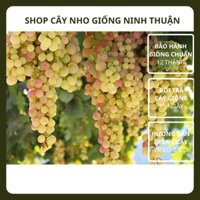 Cây Nho Xanh Không Hạt Giống Nho AutumnCrisp Seedless của Úc