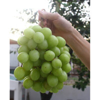 Cây Nho Xanh Thompson Không Hạt (Nho Hoàng Kim) Freeship Xtra]