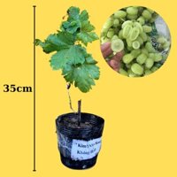 Cây Nho Xanh Thompson Không Hạt (Nho Hoàng Kim)