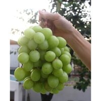 Cây Nho Xanh Thompson Không Hạt (Nho Hoàng Kim) [ RẺ HƠN HOÀN TIỀN ]