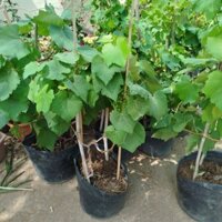 Cây Nho Xanh Úc ( cây cao 1m3) siêu trái