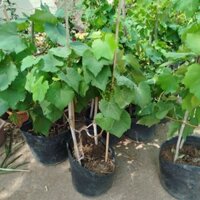 Cây Nho Xanh Úc ( cây cao 1m3) siêu trái