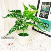 Cây nhựa – cây khoai môn