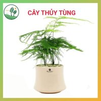 Cây Nội Thất Thủy Tùng - Cây Chính Nhân Quân Tử