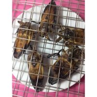 cây Nước mắm cà cuống Hương Xưa  - Cây Giống Nhập Khẩu