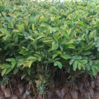 Cây ổi lê đài loan giống