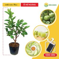 Cây Ổi Nữ Hoàng NẮNG GARDEN 70cm, giòn ngọt đậm ít hạt, cây trồng chậu, trồng sân thượng