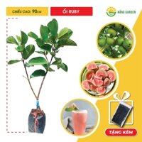 Cây Ổi Ruby NẮNG GARDEN 90cm, vị giòn ngọt đậm, thịt hồng, cây trồng chậu sân thượng, trồng ban công