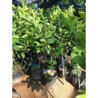 Cây Ổi Ruby Ruột Đỏ Đài Loan Choai Quả Ruột Đỏ Hồng Ngọt Thơm