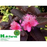 Cây ổi tím - Trung Tâm Giống NUA + Tặng 01 cây dâu da đất ( bòn bon) ( cây khỏe)