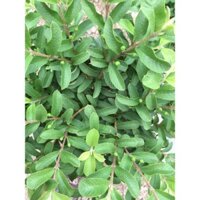 Cây 🌲 Ổi xá lị (đang hoa đang trái)