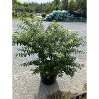 Cây 🌲 Ổi Xá Lị ruột đỏ đang trái