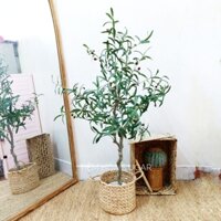Cây oliu giả (cây olive, ô liu) cao cấp có quả