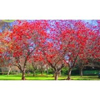 CÂY OSAKA ĐỎ - CÂY MUỒNG HOA ĐỎ (CÂY GIỐNG 1 NĂM TUỔI)