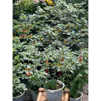 Cây Ớt Charapita Sẵn Trái - Loại Ớt Đắt Nhất Thế Giới Mang Hương Vị Cay Thơm