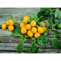 Cây Ớt Giống Peru( CÂY GIỐNG EAKMAT HÒA THẮNG )