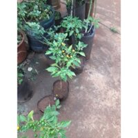 CÂY  ớt Pêru Charapita đắt nhất thế giới. [ CÂY ĐANG RA QUẢ NHƯ HÌNH  (Freeship Xtra, Voucher Xtra +)