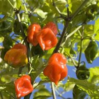 Cây ớt siêu cay Habanero Mexico [Đã bật Hoả Tốc]