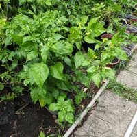 cây ớt siêu cay, ót chỉ thiên, xiêm trắng,ớt xiêm xanh, hiểm, hana bero, charapita, biquinho, trung đoàn, ớt xiêm xanh