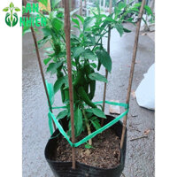 Cây Ớt Sừng