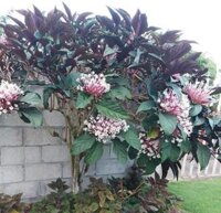 Cây Pháo Bông