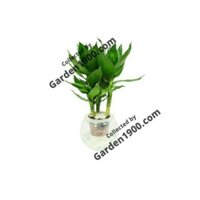 Cây phát tài búp sen thủy sinh - Cây văn phòng - Cây nội thất - Cây để bàn - Cây phất dụ thủy sinh