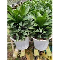 cây phát tài búp sen