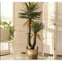 Cây Phát Tài, Cây Phát Tài Núi Huyết Rồng Cao 1,35m-Cây giả