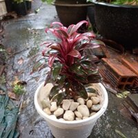 cây phát tài để bàn