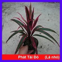 Cây Phát Tài Đỏ lá nhỏ - cây cảnh phong thủy để bàn